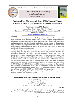 Anatomical And Morphometric Study Of The Trachea, Primary