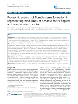 Proteomic analysis of fibroblastema formation in regenerating hind