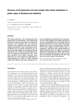 Structure of the generative cell wall complex after freeze substitution