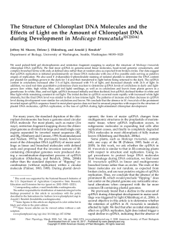 The Structure of Chloroplast DNA Molecules and