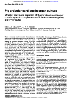 Pig articular cartilage in organ culture