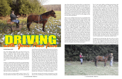 One of the attributes people admire most about the Paso fino breed