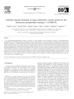 Raft-like domain formation in large unilamellar vesicles probed by
