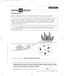 CHAPTER PROTISTS
