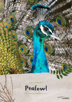 Peafowl - Rottnest Island Wildlife