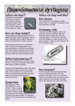 Pseudomonas syringae