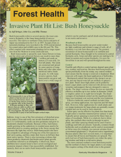 Invasive Plant Hit List: Bush Honeysuckle
