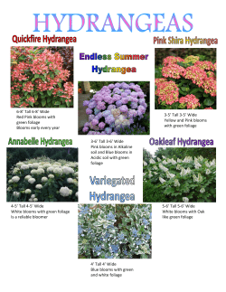 4-5` Tall 4-5` Wide White blooms with green foliage Is a reliable