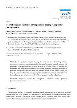 Morphological Features of Organelles during Apoptosis: An Overview