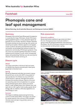 Phomopsis cane and leaf spot management