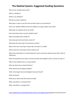 The Skeletal System: Suggested Guiding Questions