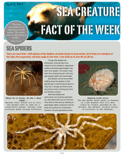 Sea Spiders - Sea Creature Fact of the Week