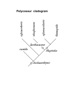 Pelycosaur cladogram - Biology Courses Server