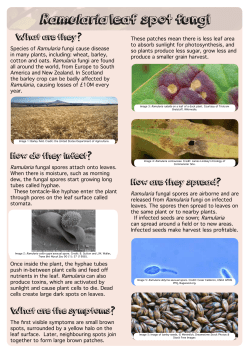 Ramularia leaf spot Information Sheet
