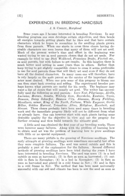 132 I HERBERTIA Some years ago I became interested in breeding