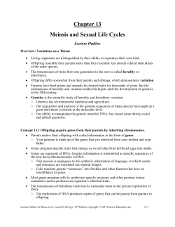 CHAPTER 13 MEIOSIS AND SEXUAL LIFE CYCLES