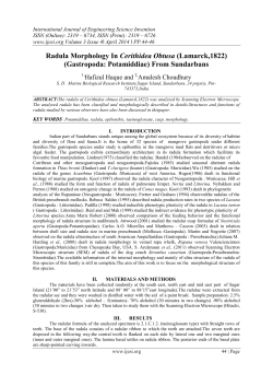 Radula Morphology In Cerithidea Obtusa
