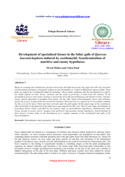Development of specialized tissues in the foliar galls of
