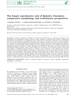 The female reproductive unit of Ephedra (Gnetales): comparative