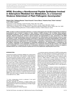 NPS6, Encoding a Nonribosomal Peptide Synthetase Involved in