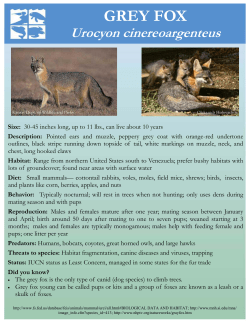 Grey Fox