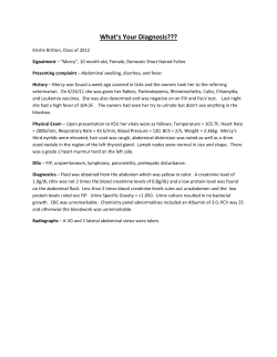 Feline - Domestic Short Hair