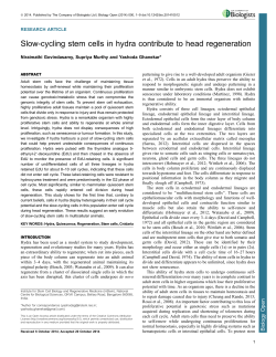 Slow-cycling stem cells in hydra contribute to head