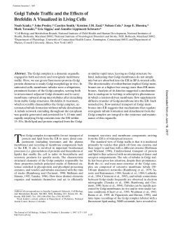 Golgi Tubule Traffic and the Effects of Brefeldin A Visualized in