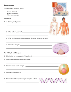 Animation Activity Sheet: Gametogenesis