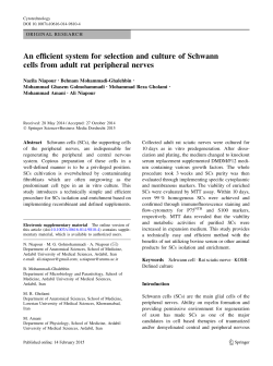 An efficient system for selection and culture of Schwann cells from