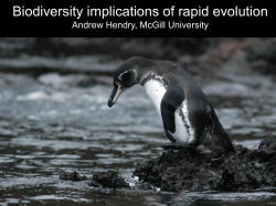 Biodiversity implications of rapid evolution