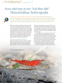 Neocaridina heteropoda