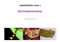 Filo Platyhelminthes