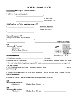 NOTES: 8.1 - ATP / Cell Energy (outline)