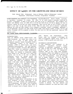 EFFECT OF AuXINS ON THE GROWTH AND YIELD OF RICE