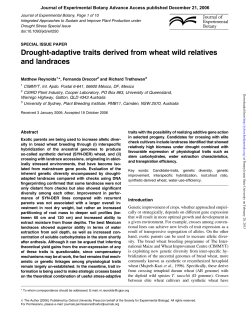 Drought-adaptive traits derived from wheat wild relatives and