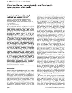 Mitochondria are morphologically and functionally heterogeneous