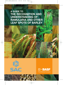 Guide to ramularia and other leaf spots of barley