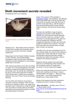 Sloth movement secrets revealed