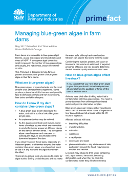 Managing blue-green algae in farm dams