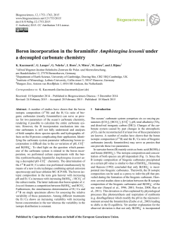 Boron incorporation in the foraminifer Amphistegina lessonii under a