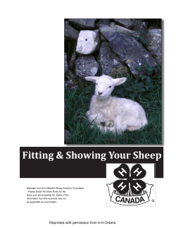 Fitting and Showing Your Sheep - 4