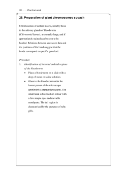 26. Preparation of giant chromosomes squash