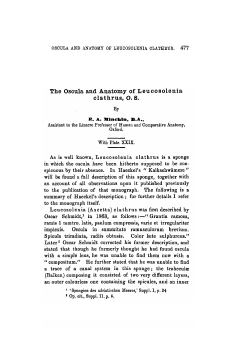The Oscula and Anatomy of Leucosolenia clathrus, O. S.