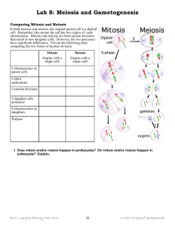 Lab 8- Meiosis and Gametogenesis