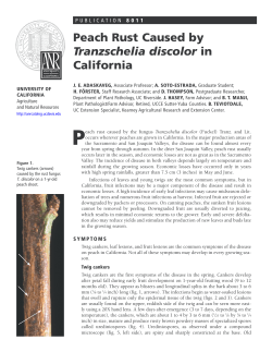 Peach Rust Caused by Tranzschelia discolor in