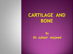 bone.
