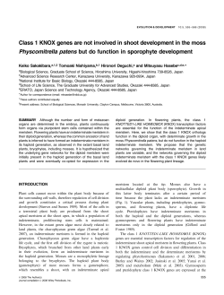 Class 1 KNOX genes are not involved in shoot development in the