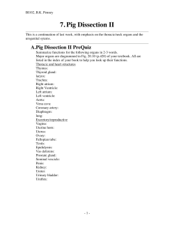 7. Pig Dissection II