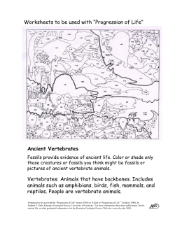 Ancient Vertebrates Vertebrates: Animals that have backbones